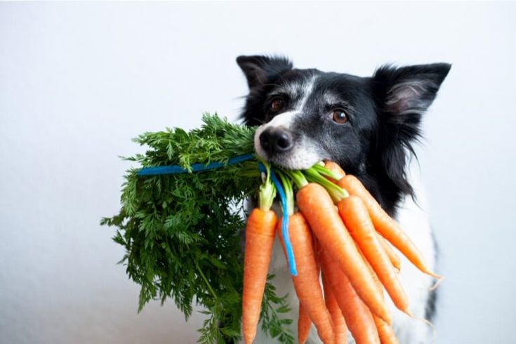 Can my dog eat vegetables? What is good and what is bad for dogs.