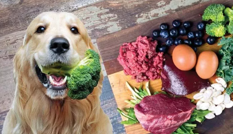 Why Feed raw food over commercial dog kibble?