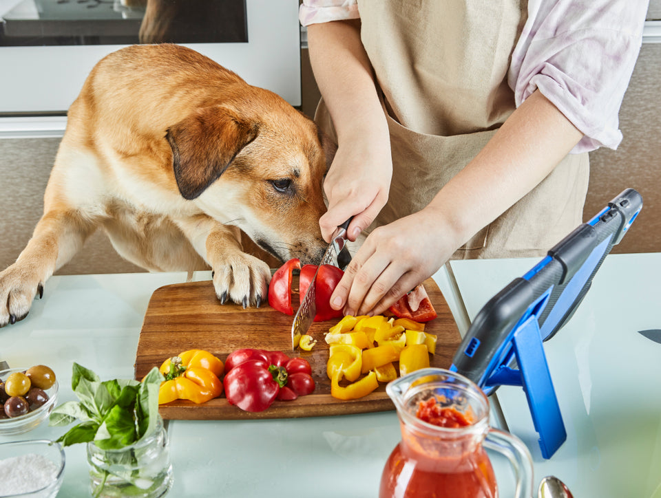 Raw Dog Food: Dietary Concerns, Benefits, and Risks